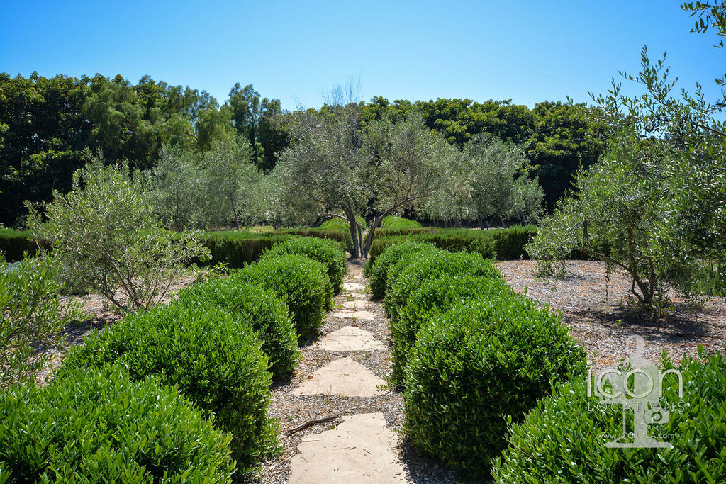 English Country - ENG2031