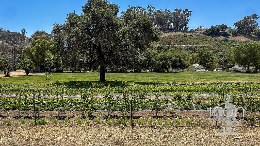 Ranch / Farm - RA3119