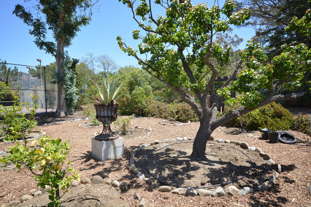 Ranch House - ARCH2032R