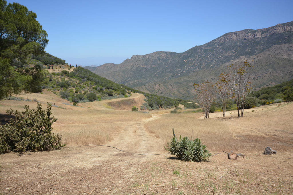 Ranch House - ARCH2032R