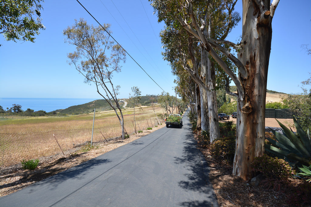 Ranch House - ARCH2032R