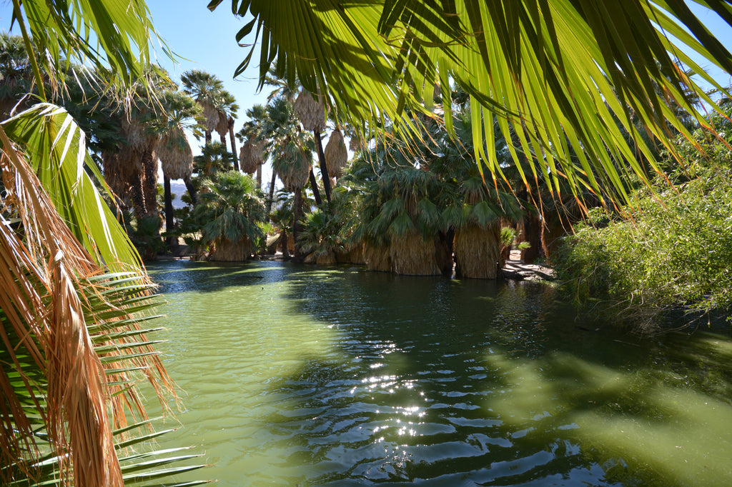 JoshuaTree - DesertInn2022