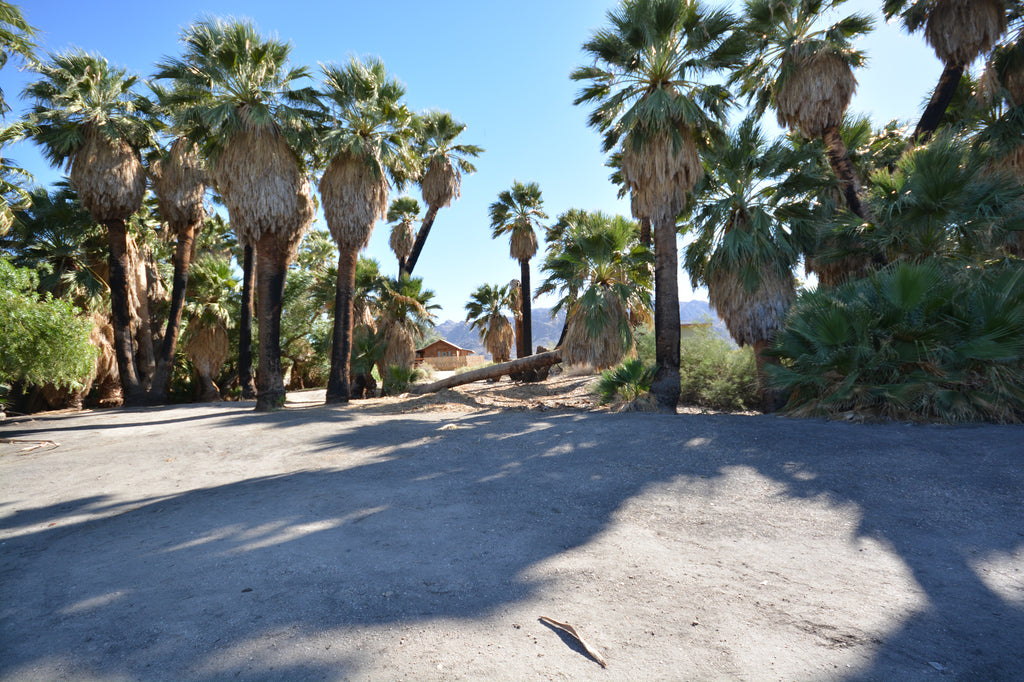 JoshuaTree - DesertInn2022