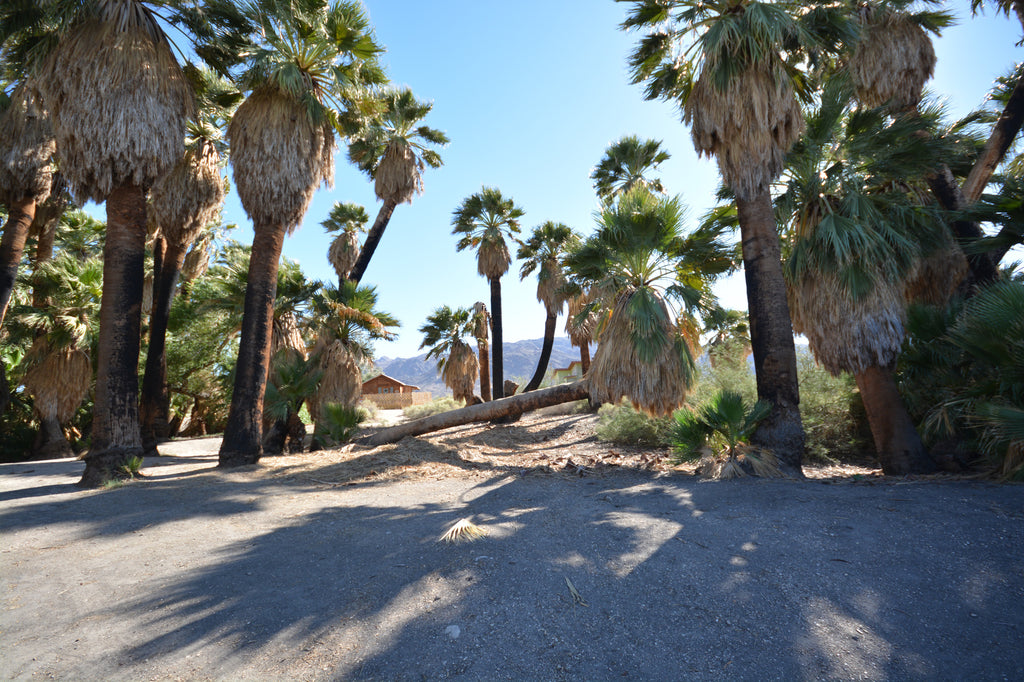 JoshuaTree - DesertInn2022