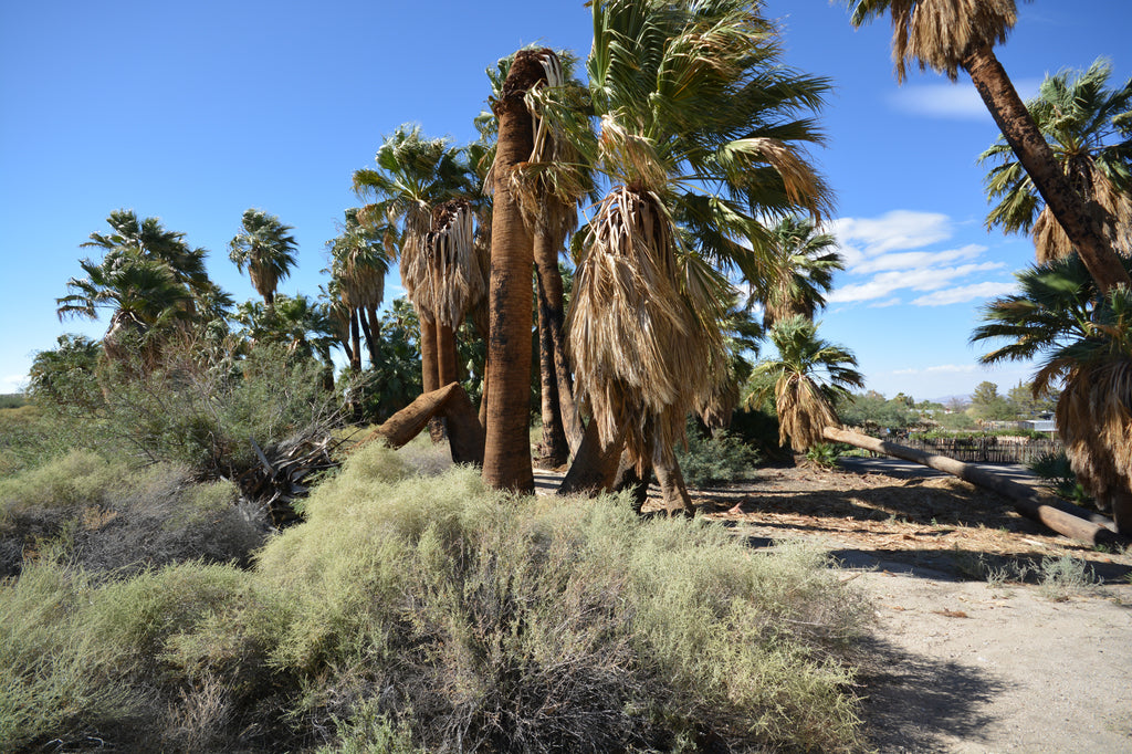 JoshuaTree - DesertInn2022