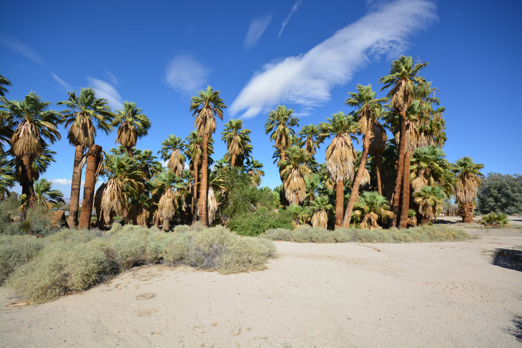 JoshuaTree - DesertInn2022