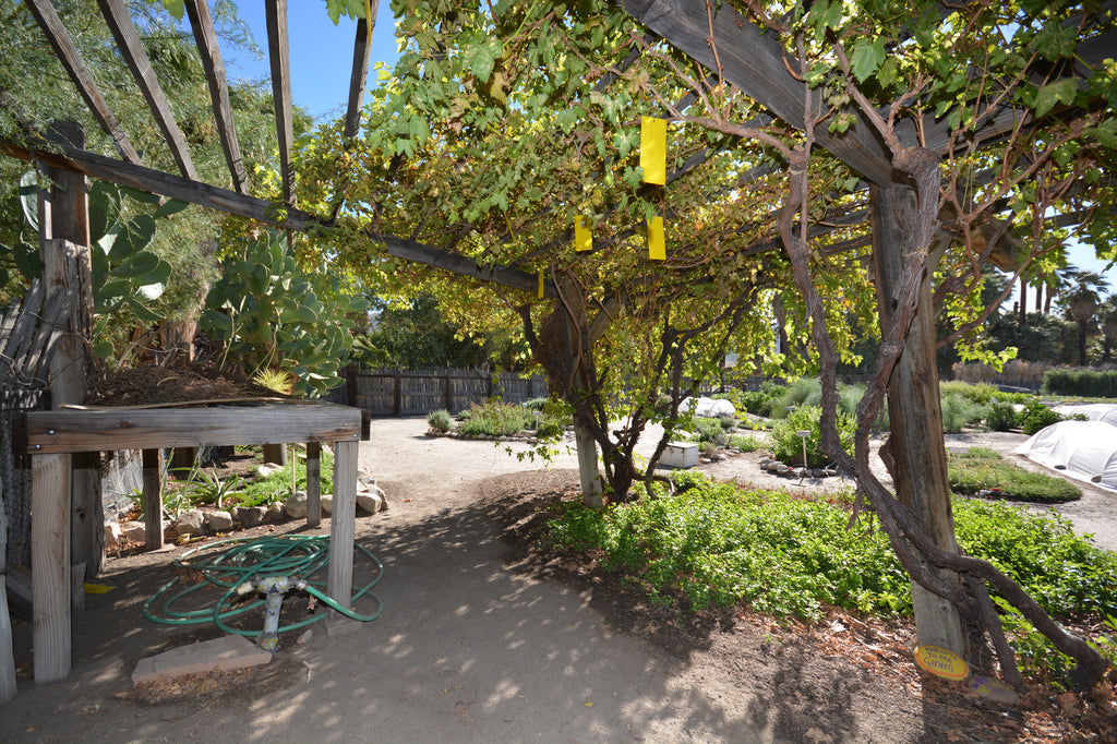 JoshuaTree - DesertInn2022