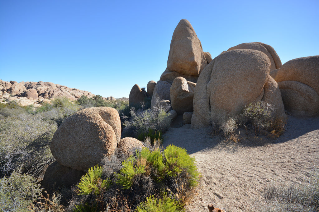 JoshuaTree - DesertInn2022