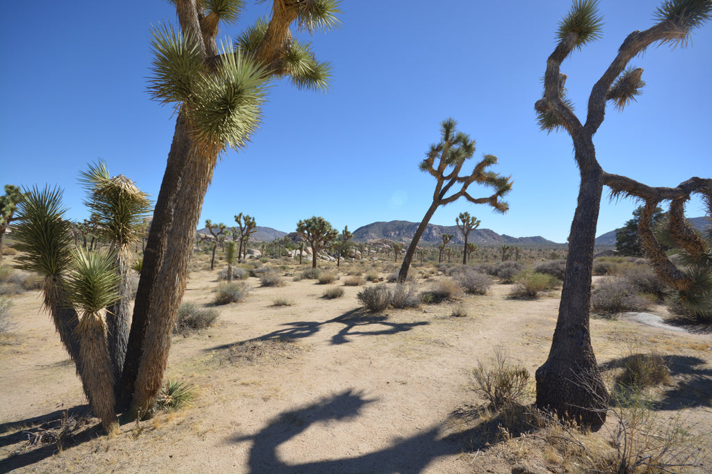 JoshuaTree - DesertInn2022