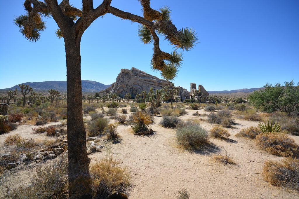 JoshuaTree - DesertInn2022