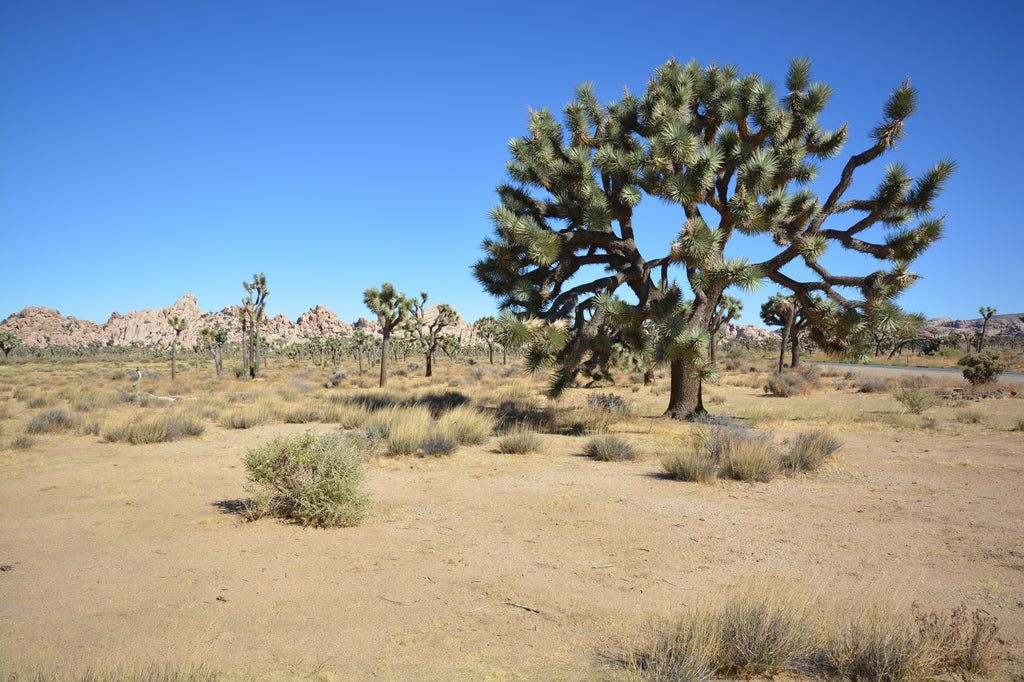 JoshuaTree - DesertInn2022
