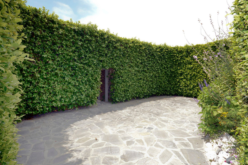 English Tudor - ENG6219