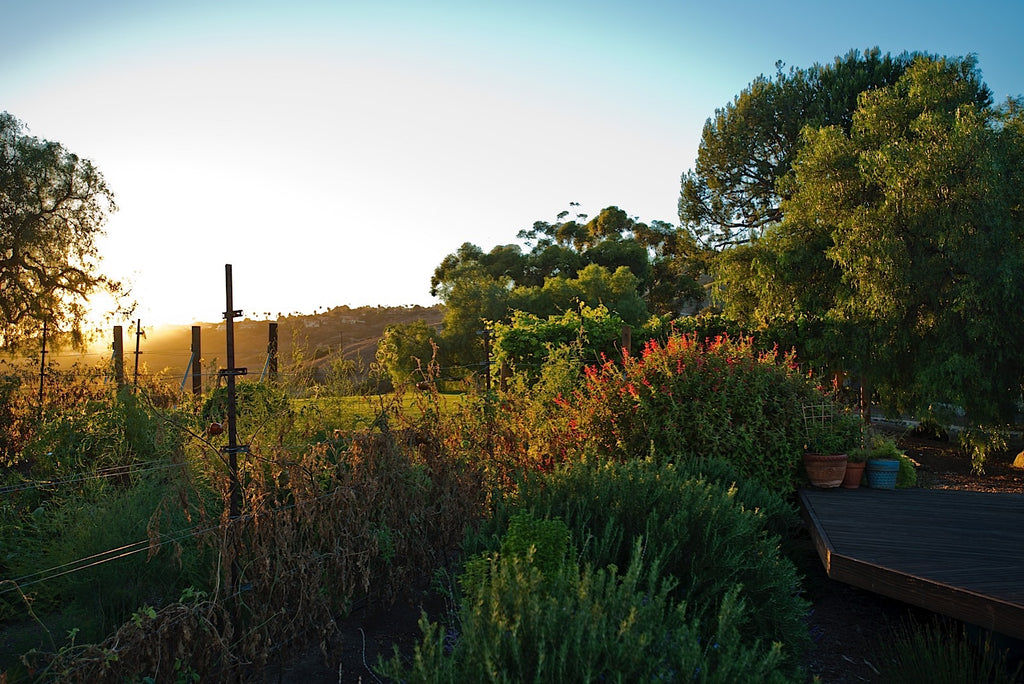 Ranch - RA3079 - Vineyard Land