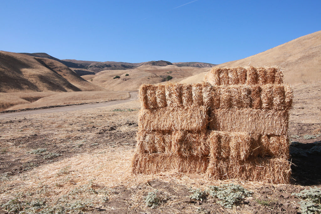 Movie Ranch - RA3126