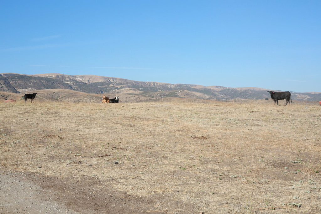 Movie Ranch - RA3126