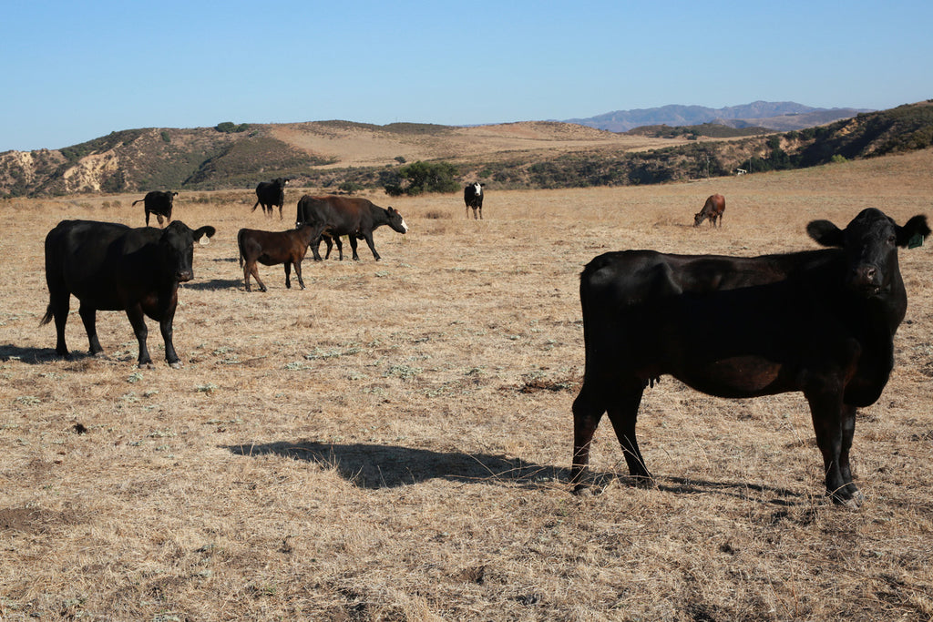 Movie Ranch - RA3126