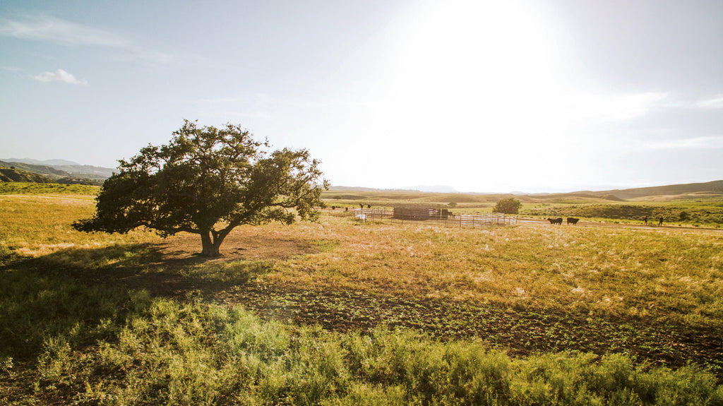 Movie Ranch - RA3126