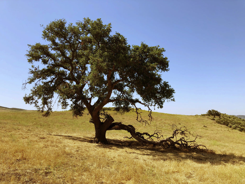 Movie Ranch - RA3126