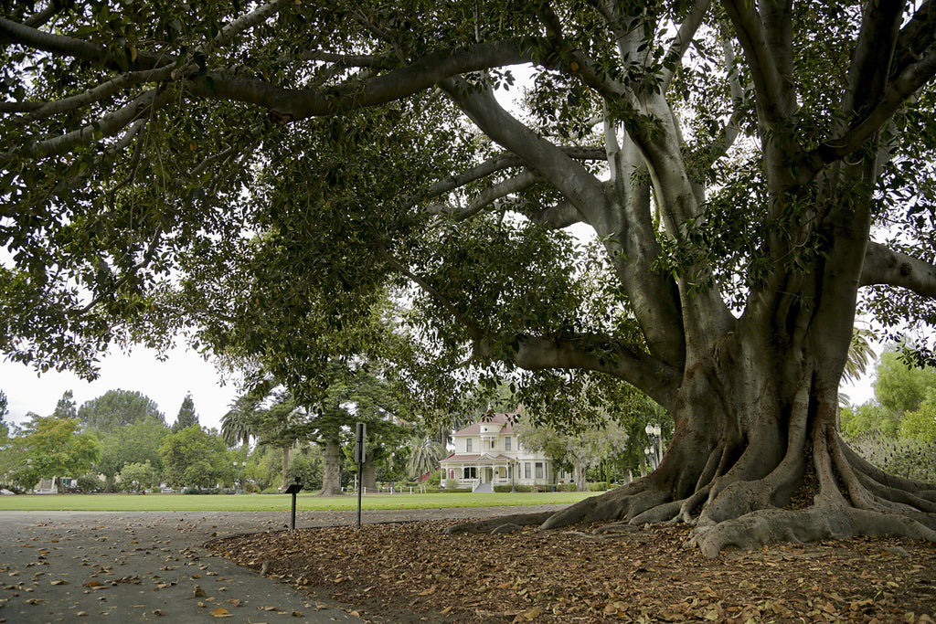 Victorian - VICT2023