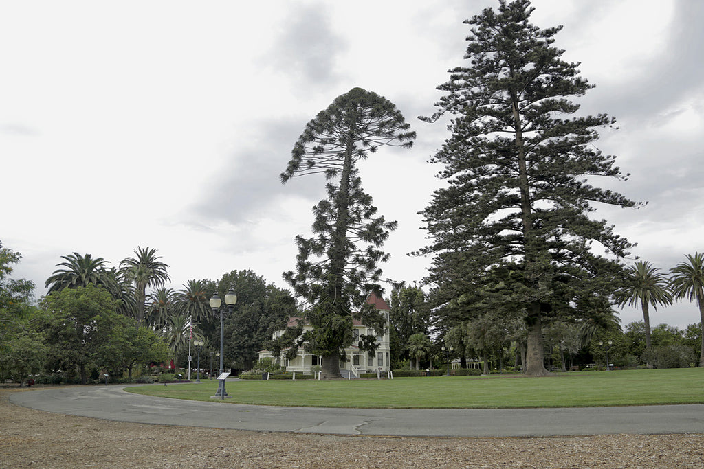 Victorian - VICT2023